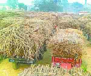 Sugar mill starts rolling after 68 hours