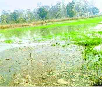 Sarayu canal cut, destroyed 500 acres crop