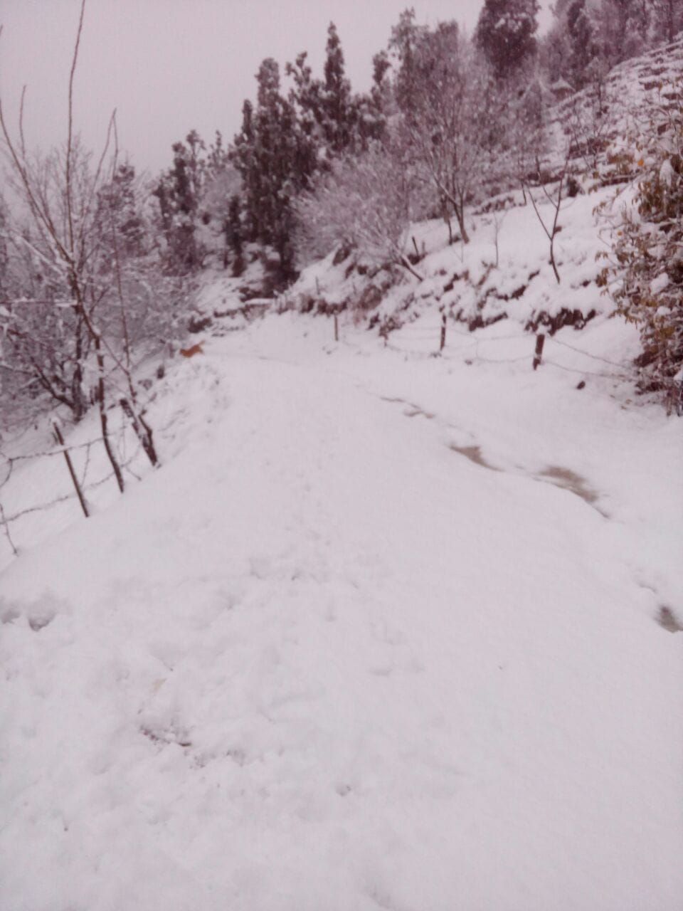 beautiful pictures of kashmir snowfall last night