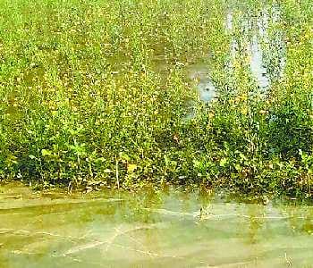 Karand Minor cut, submerged 300 acres of crop