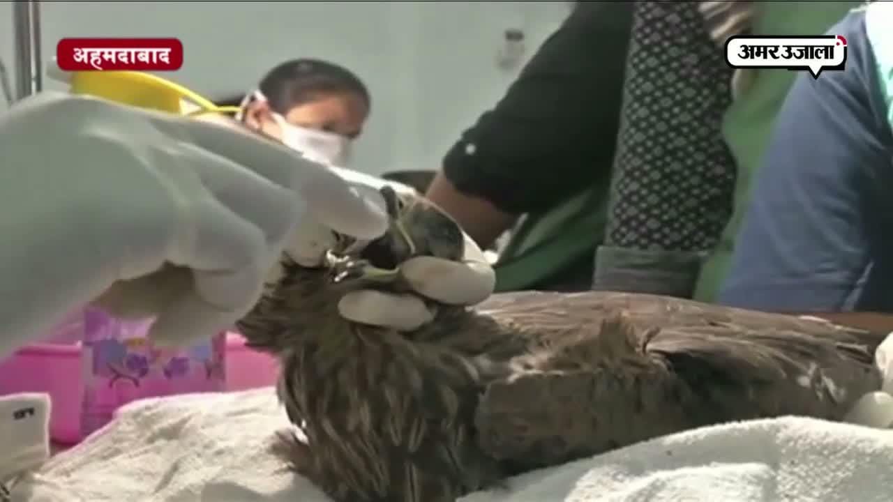 अहमदाबाद में पतंग महोत्सव में घायल परिंदों का इलाज