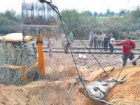train, 24, animals, death, ralway, trak, driver, 