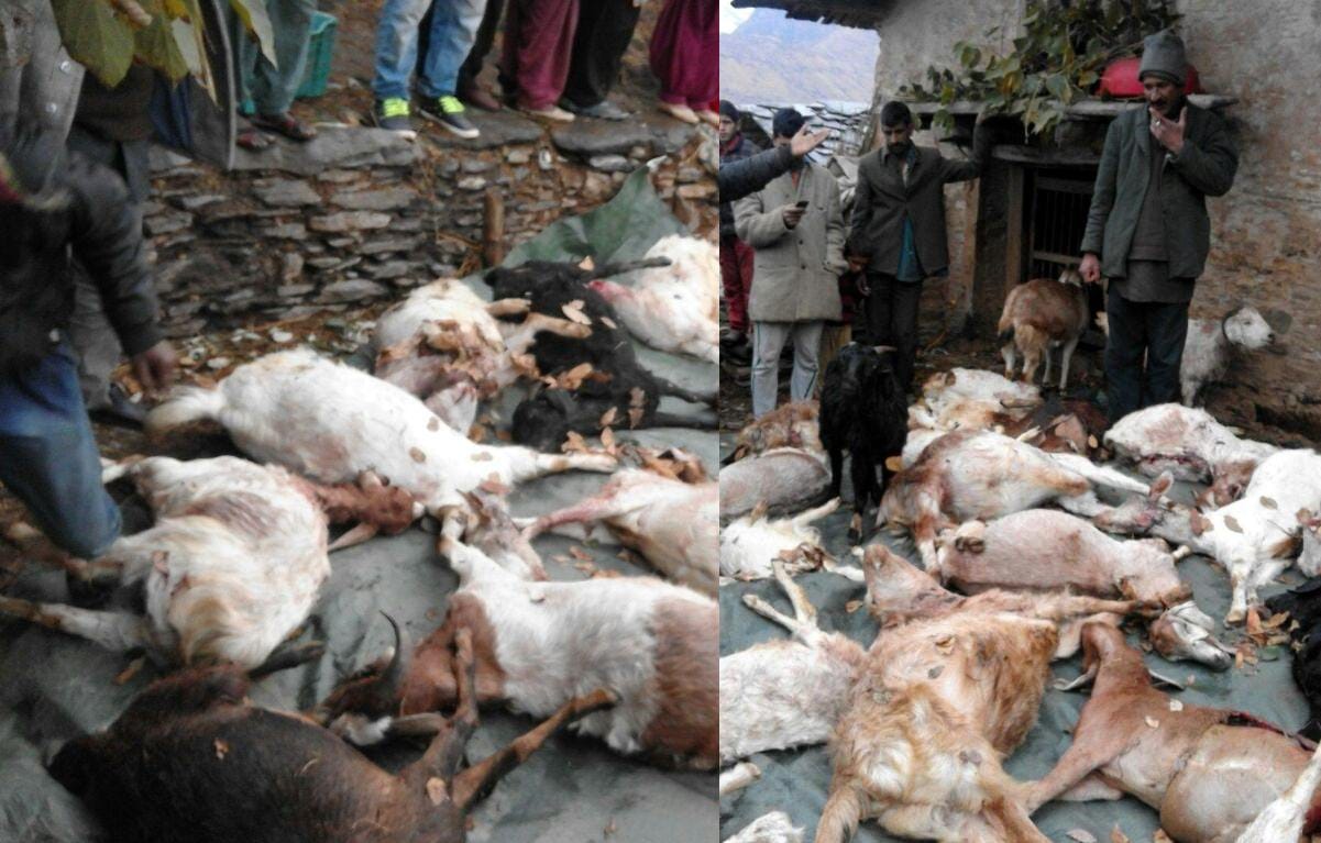 leopard killed 40 goats in night.