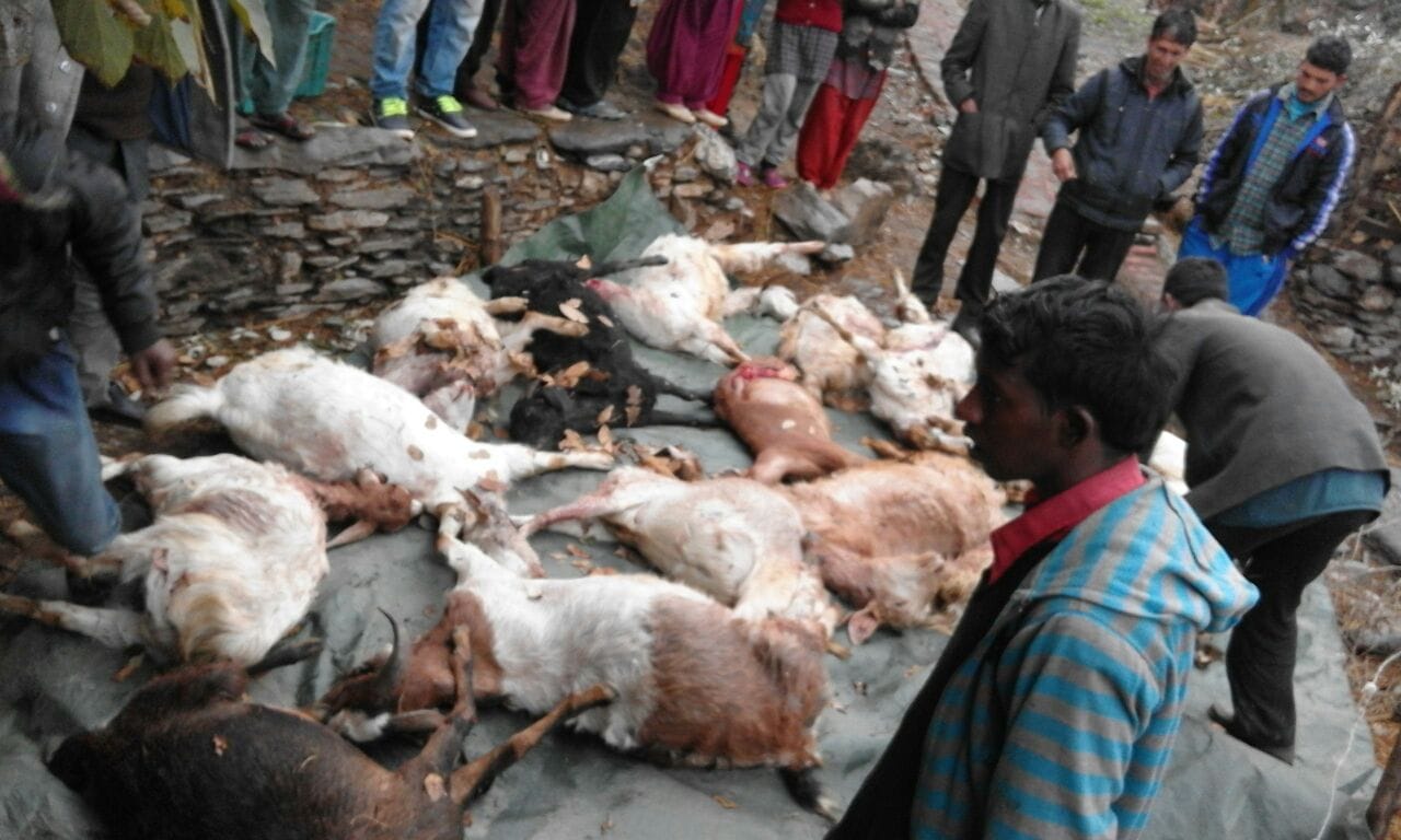 leopard killed 40 goats in night.