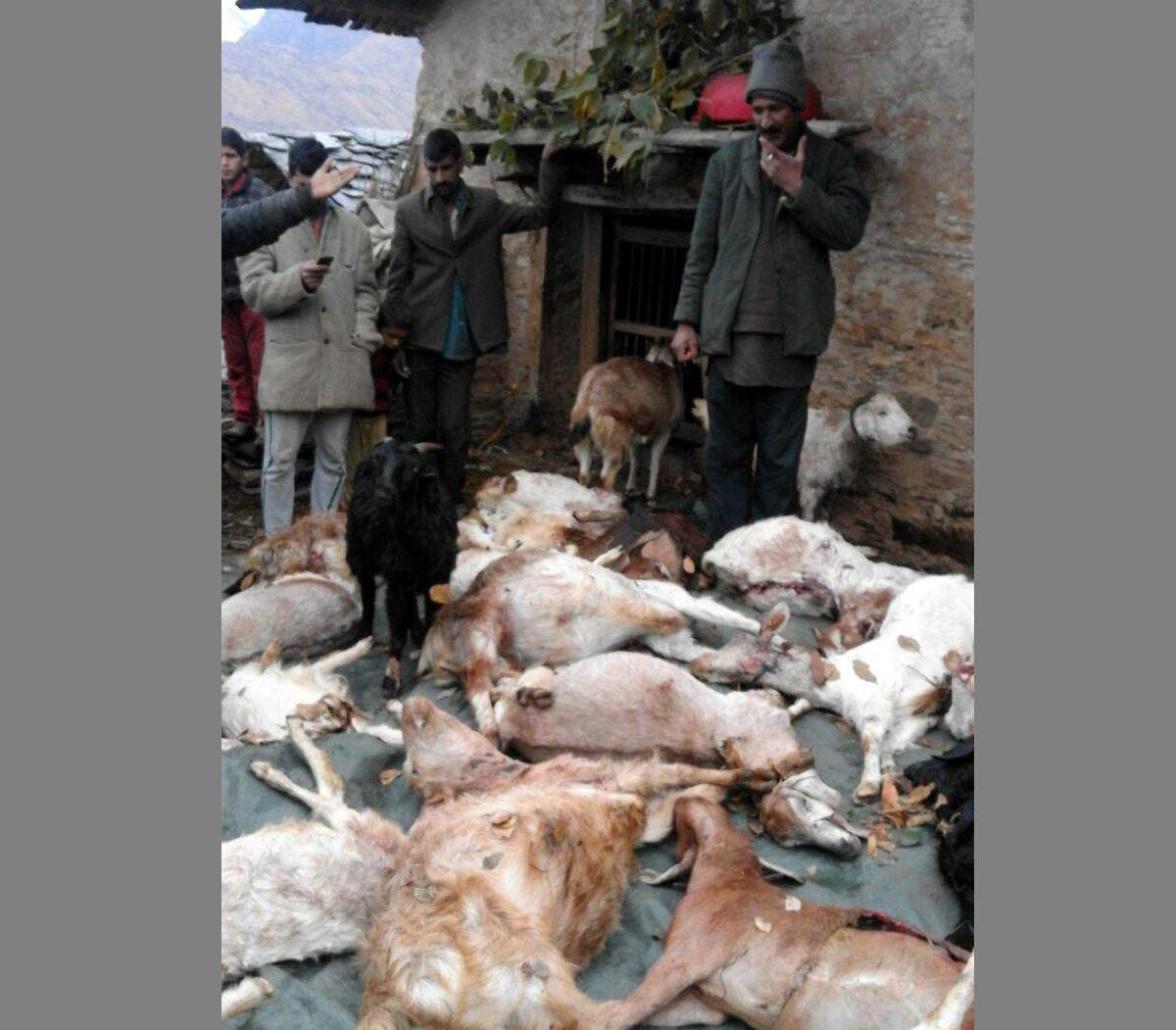 leopard killed 40 goats in night.