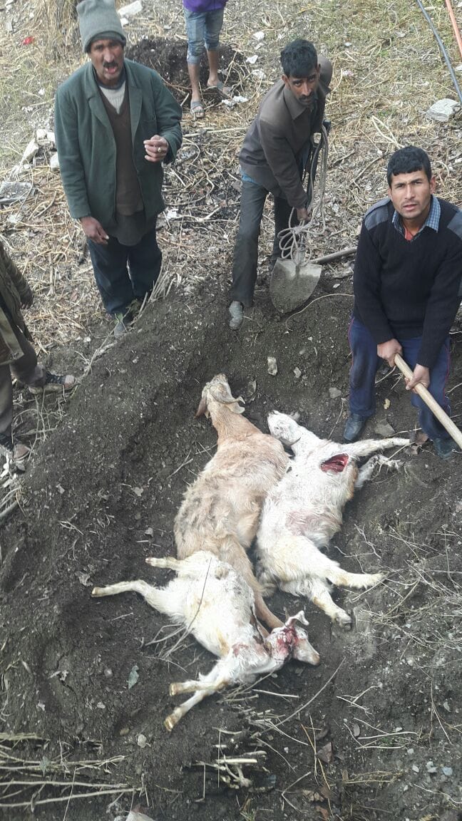 leopard killed 40 goats in night.