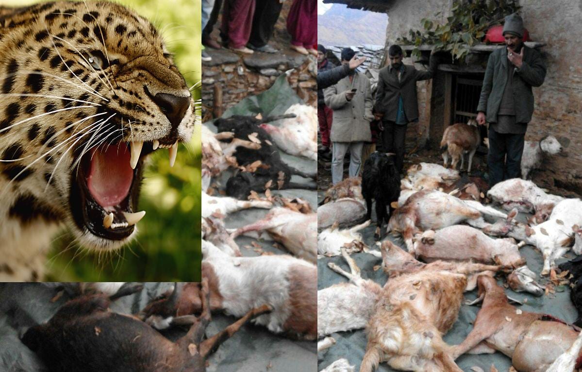 leopard killed 40 goats in night.