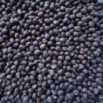 उड़द के उपाय (प्रतीकात्मक तस्वीर)