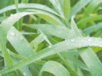 weather, cold season, fog, cold air, kurukshetra