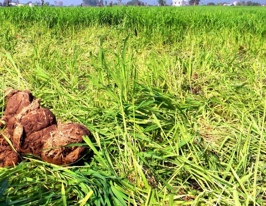 The elephant entered the village Rampur, made a nuisance