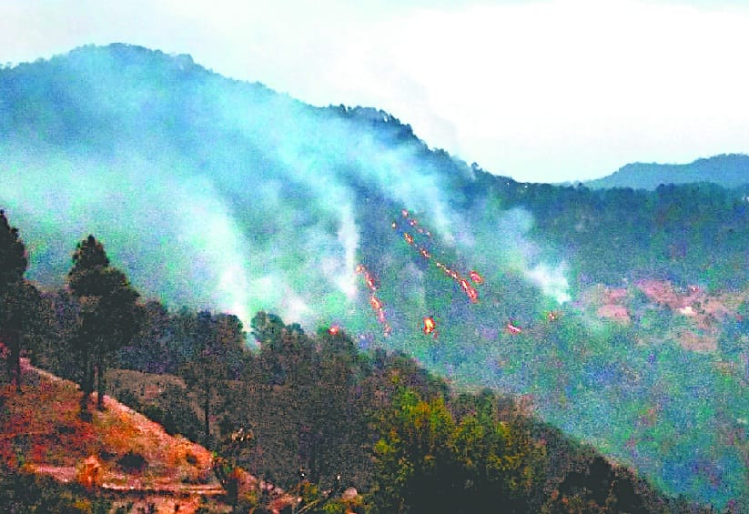 Fire season before it began smoldering pine forest