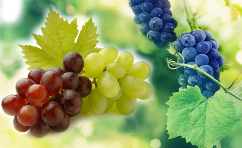 Health Benefits of Grape Leaves