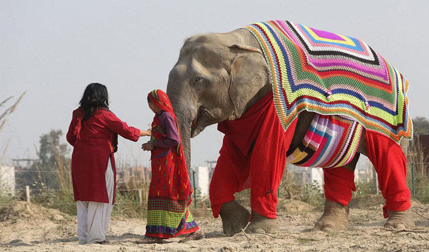 Elephants In Mathura Are Wearing Colorful Sweaters Knitted By Local Women