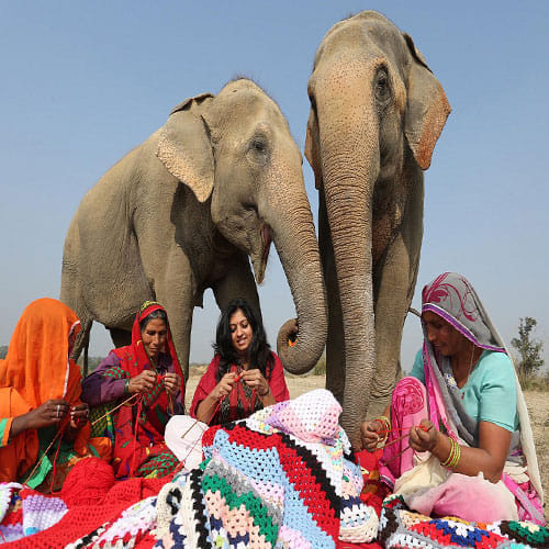 Elephants In Mathura Are Wearing Colorful Sweaters Knitted By Local Women