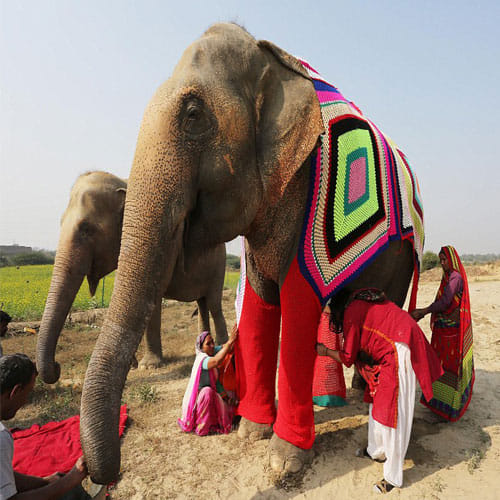 Elephants In Mathura Are Wearing Colorful Sweaters Knitted By Local Women