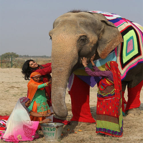 Elephants In Mathura Are Wearing Colorful Sweaters Knitted By Local Women