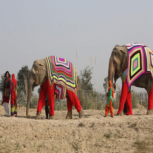 Elephants In Mathura Are Wearing Colorful Sweaters Knitted By Local Women