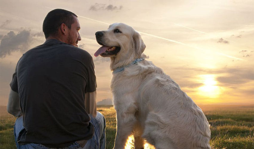 Dog Saves Owner From Goose Who Was Continuously Attacking Him