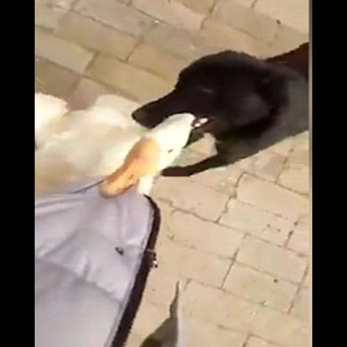 Dog Saves Owner From Goose Who Was Continuously Attacking Him