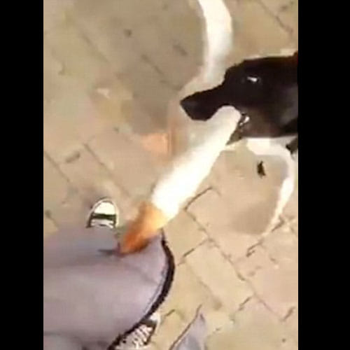 Dog Saves Owner From Goose Who Was Continuously Attacking Him