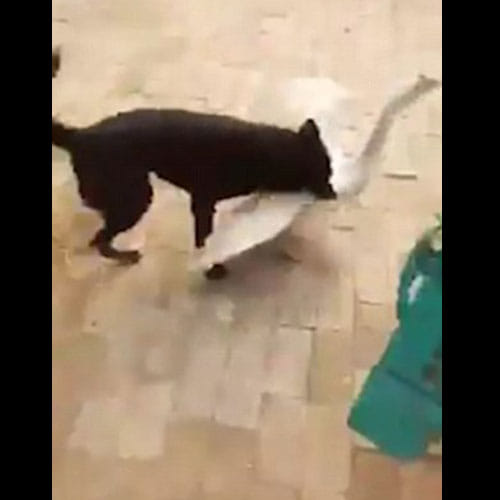 Dog Saves Owner From Goose Who Was Continuously Attacking Him