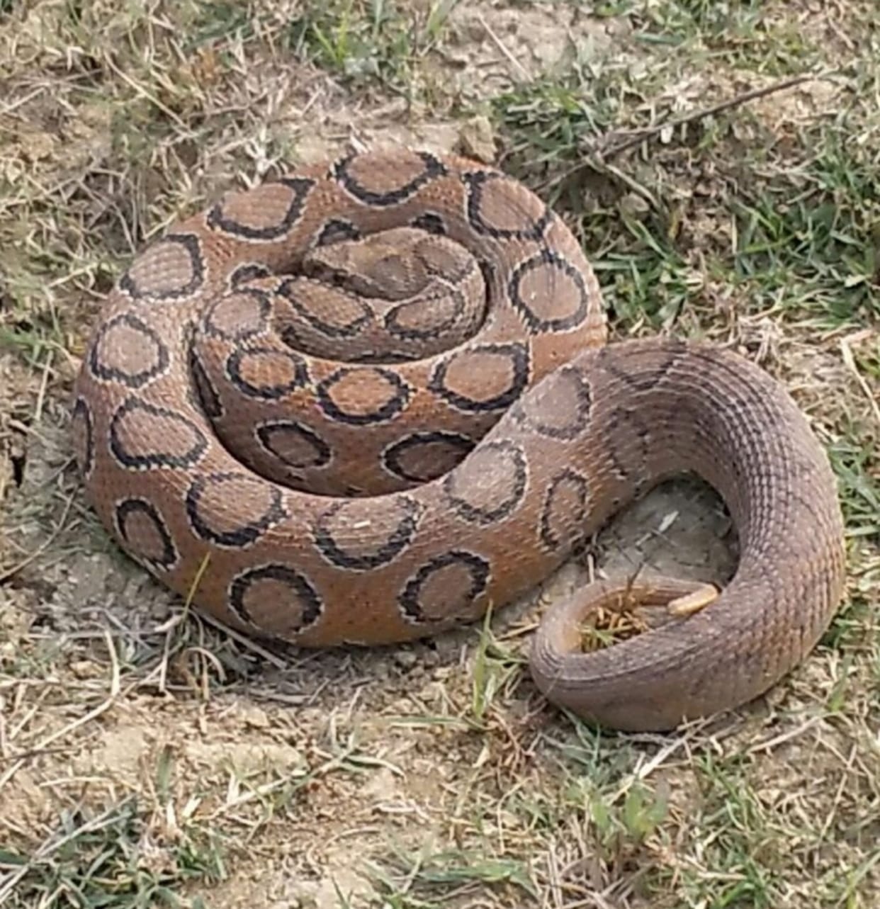 villagers from sonebhadra comes to watch a long python