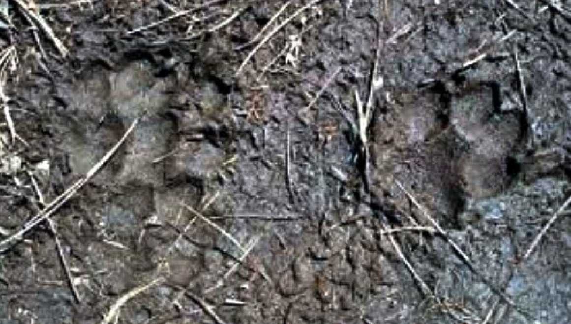footprints of tiger found