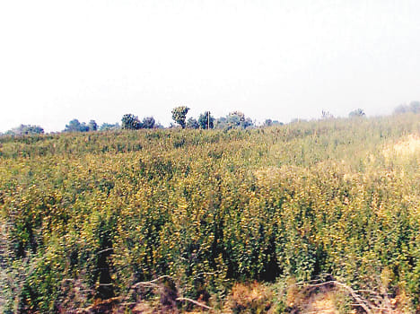 Started drying crops, farmers grew anxious concern