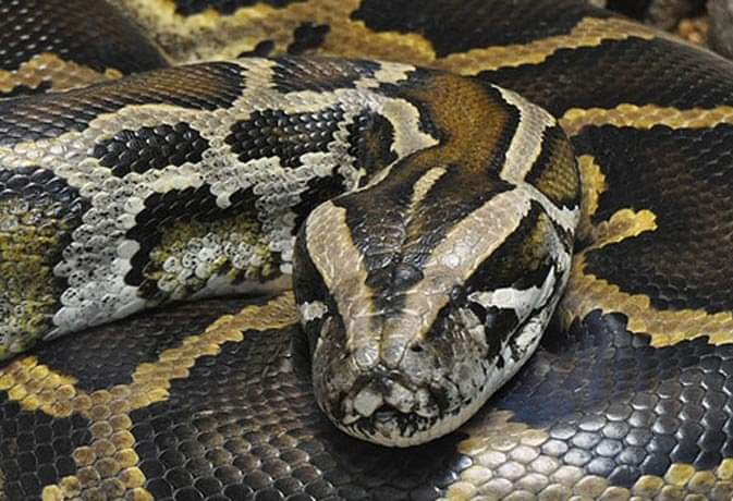 वडोदरा, अजगर, कुत्ते के बच्चे 