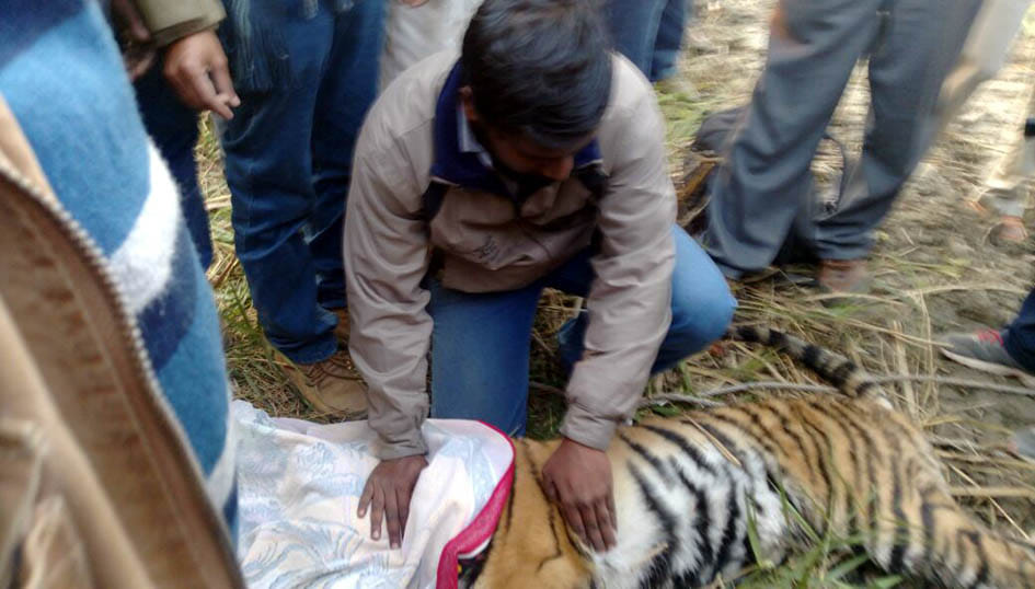 There intercepted Trankulaij wounded tigress