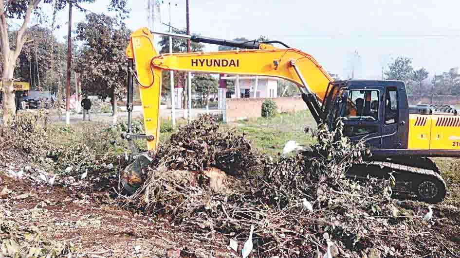 cut tree