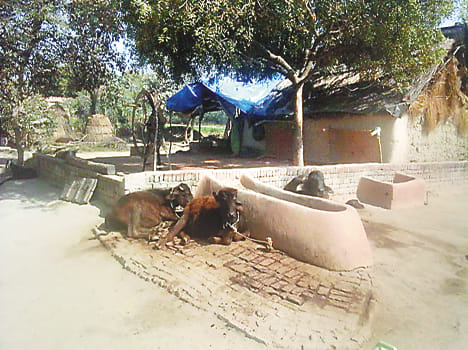 Wife of the deceased, including the murder of four reports