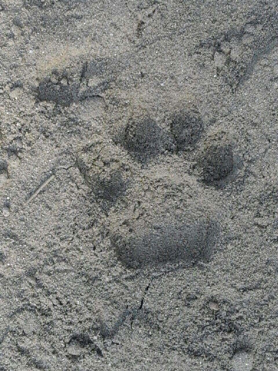 Gomti tigress and cub pugmarks found near the point of origin