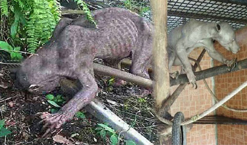 Alien Like Creature Found In Indonesian Village