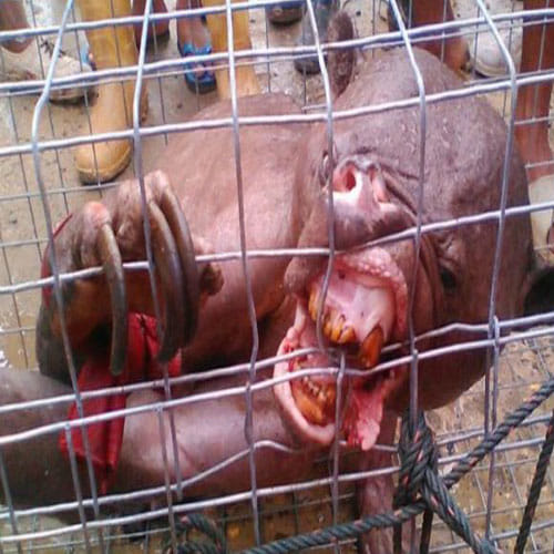 Alien Like Creature Found In Indonesian Village
