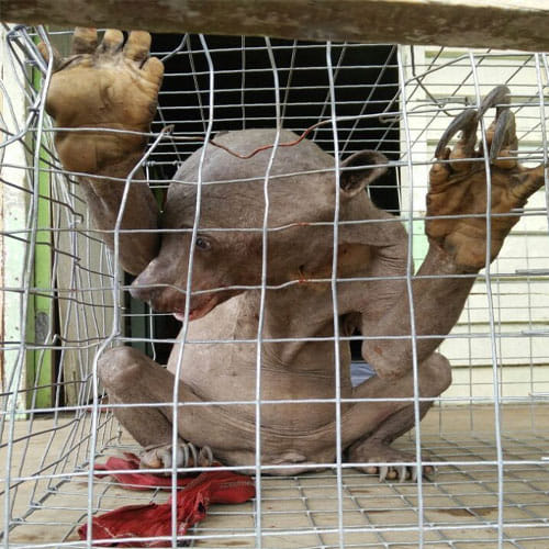 Alien Like Creature Found In Indonesian Village
