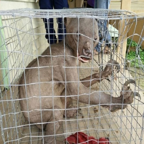 Alien Like Creature Found In Indonesian Village