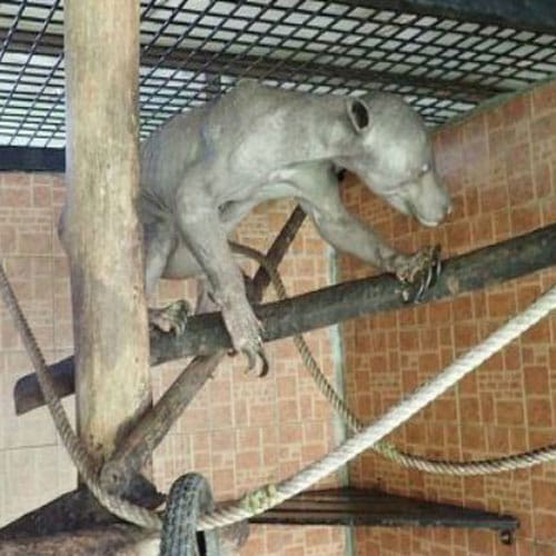 Alien Like Creature Found In Indonesian Village
