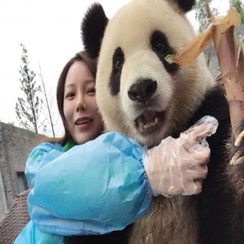 Panda In China Is Famous For His Photogenic Face And Clicking Photos