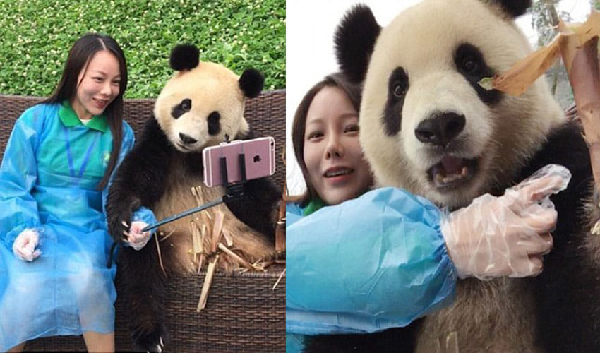 Panda In China Is Famous For His Photogenic Face And Clicking Photos