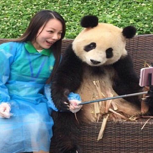 Panda In China Is Famous For His Photogenic Face And Clicking Photos