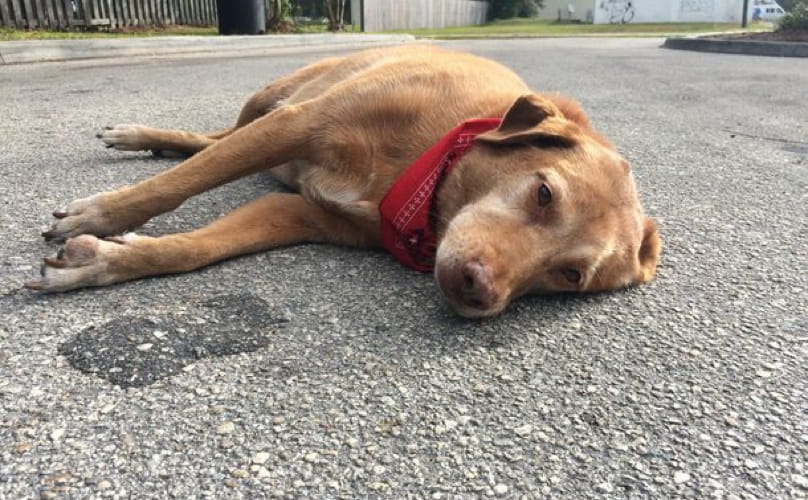 Registered a case on the murder of the dog