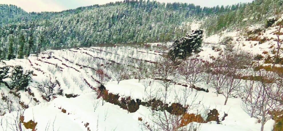 snowfall rain in himachal till 24th jan 2017