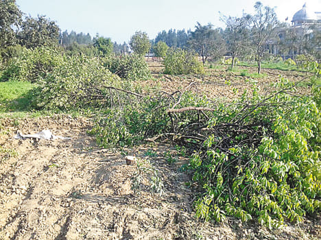 MP's residence eight sandalwood tree theft