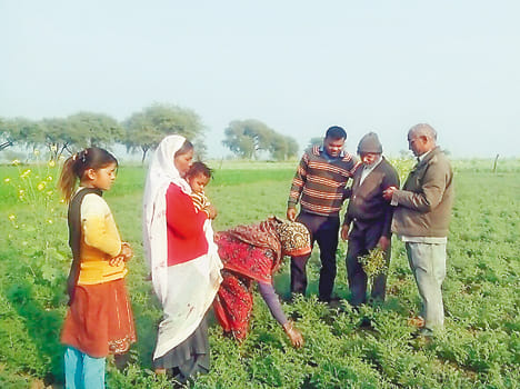 The farmers involved in crop disease