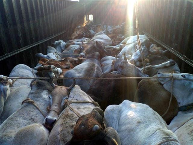 Tanker-truck Pakdin 106 cows, six killed