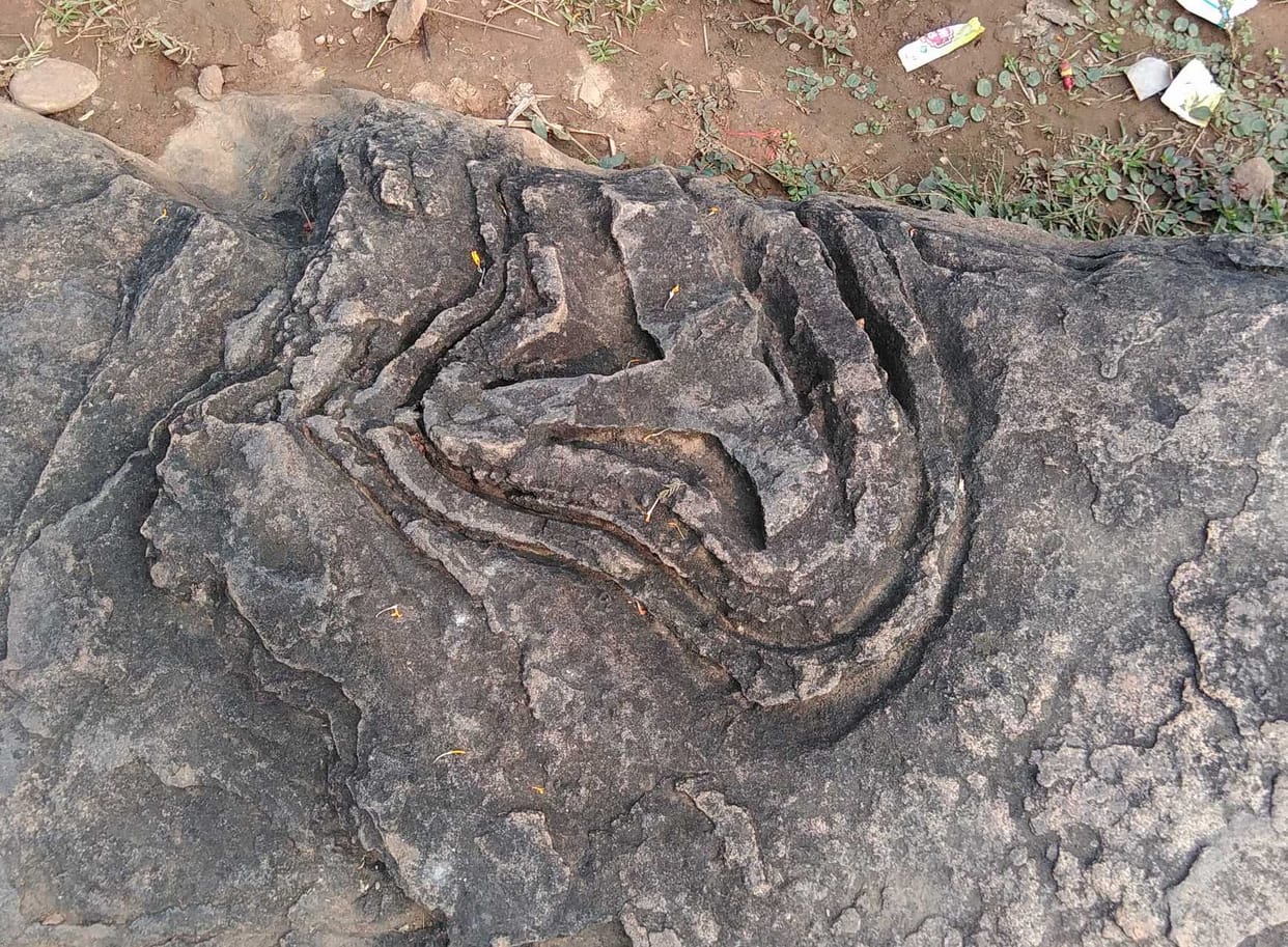 fossil found rajgadhahi hill