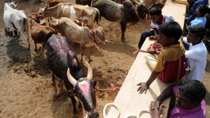 if ban on jallikattu will continue then breed of bull will be in danger
