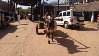 if ban on jallikattu will continue then breed of bull will be in danger