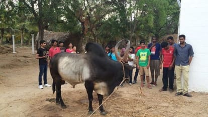 if ban on jallikattu will continue then breed of bull will be in danger